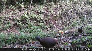 Inhambu Chororó Comendo Sementes 