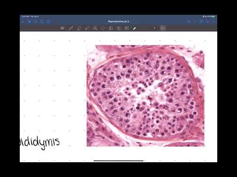 Reproductive System Part 4