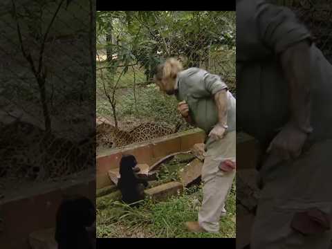 a onça se assustou com Richard Rasmussen #biomas #onça #richardrasmussen #amazonia #gatos