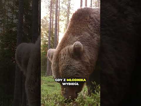 NIEDŹWIEDŹ ZAATAKOWAŁ CZŁOWIEKA