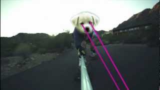 preview picture of video 'DOGS AND CATS SKATEBOARDING'