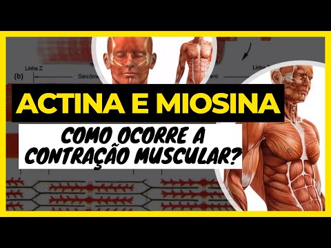 Actin and Myosin: How Muscle Contraction Occurs [Physiology of Muscle Contraction]