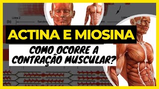 Actina e miosina: Como ocorre a contração muscular [Fisiologia da Contração Muscular]