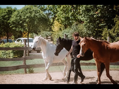 Liberty training with 3 horses