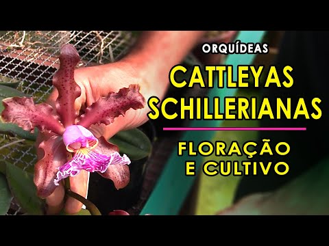 Cattleyas Schilleriana Orchids Flowering and Cultivation with Daniel Neubauer