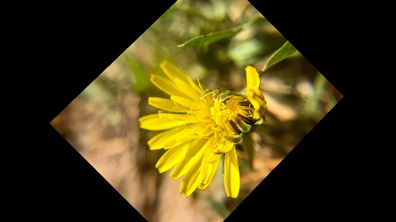 Yellow Flower Free Stock Photos