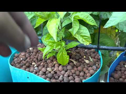 Tuesday hydroponic garden update 29th Nov 2021