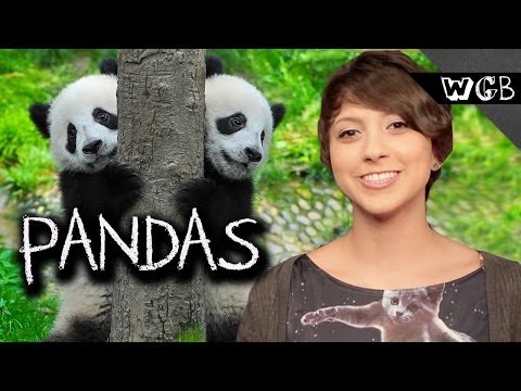 Pandas Are Adorable Baby Killers