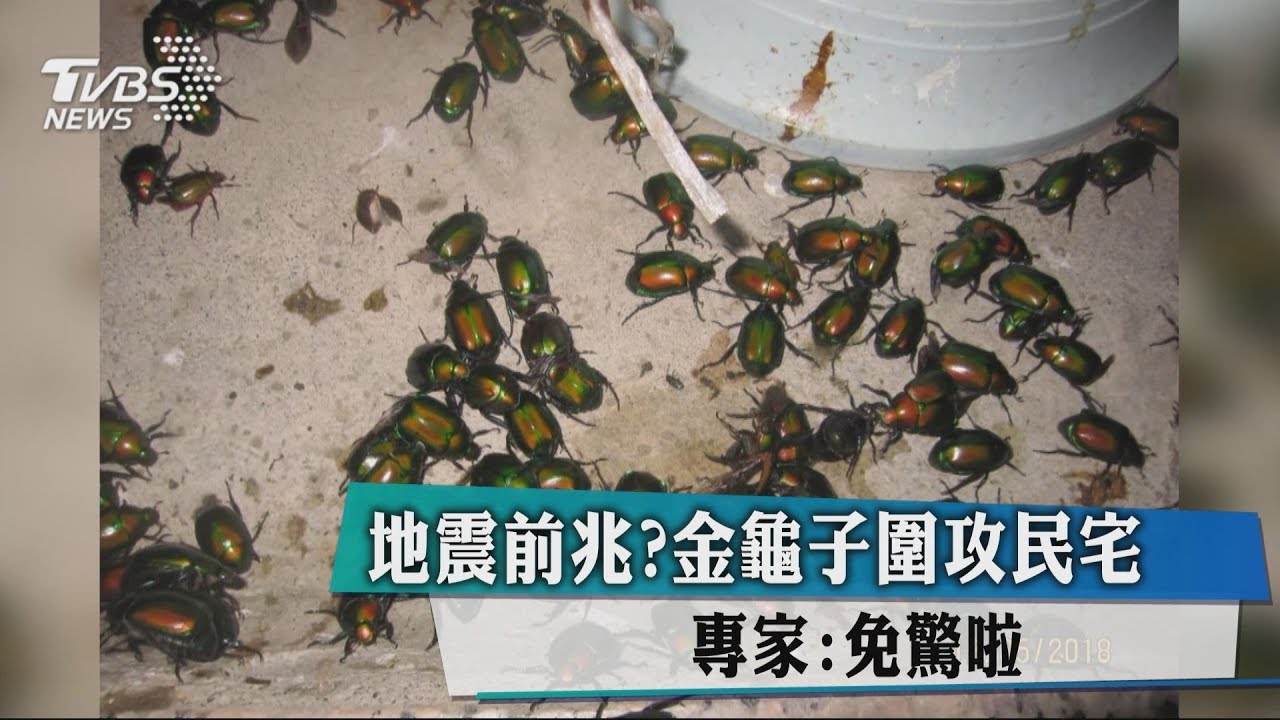 地震前兆?金龜子圍攻民宅 專家:免驚啦