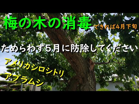 梅の葉の病気 葉 なぜ私の梅の木が泣くのですか 原因 予防 病気 歯周病菌