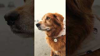 The Dog I met in Tofino 🐼