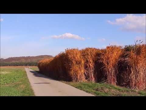 Elefantengras im Herbst - Gottsdorf an der Donau (NÖ.)