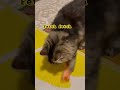 Sundrop Fetch The Mouse Adorable Siberian Cutecat