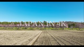 Japan in 4K : 坂戸にっさい桜まつり 北浅羽桜堤公園 安行寒桜