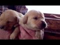 Cute Sleepy Labrador Puppy Yawning