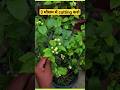 How To Prune Mogra Jasmine Plant