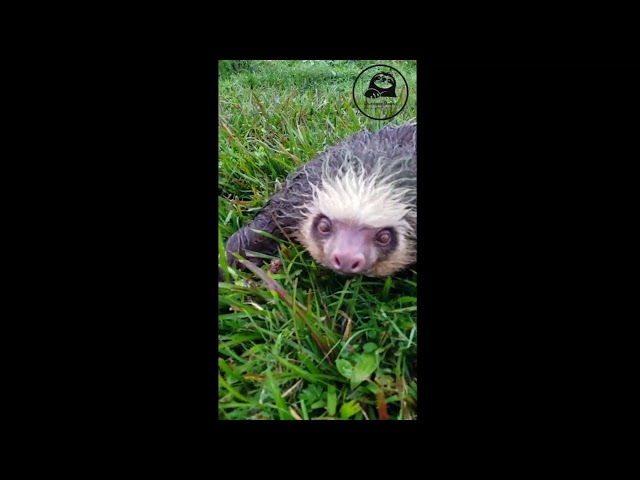 Vídeo relacionado con El zoo (Pinta con los dedos)
