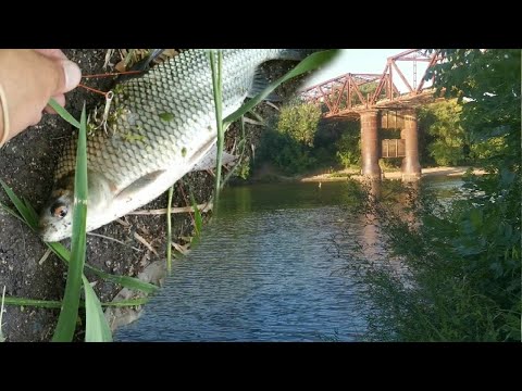 Sábalos en el Chico y visita a Paso de Pache// Canelones, Uruguay 🇺🇾 // Entre cañas y aparejos 🎣
