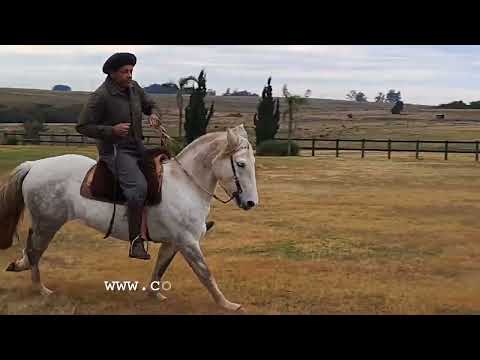 Somos CAVALO CRIOULO 