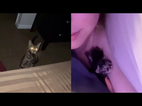 Cat Mum Brings Owner Kittens In Bed