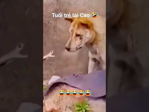 Nice 🙂🙂🙂 #youtube #video #trendingvideo #lakshit