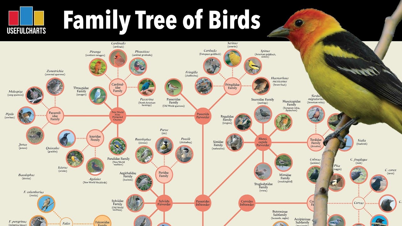 Family Tree of Birds | Expanded Tree of Life Launch