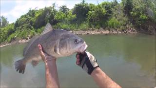 May 6th Freshwater drum on the fly