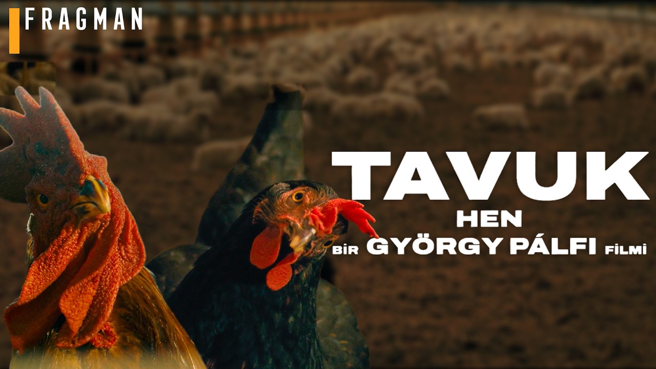 Tavuk fragmanı izle