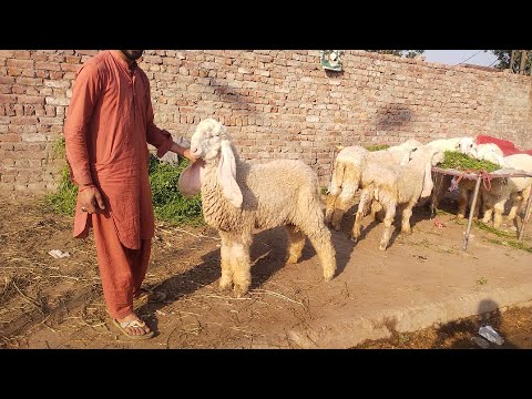 Mandi Main Maal To Hai Par Rate Bohat Hai Qurbani 2024 Kajle Desi Chatre Shahpur Kanjra