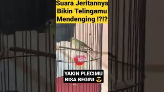 Download lagu Tembakan Pleci CAP CAP Sambung Jeritan KOLIBRI WULUNG mp3 Download lagu Tembakan Pleci CAP CAP Sambung Jeritan KOLIBRI WULUNG mp3