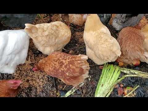 Chicken Composting - Maximize Feeding AND Composting