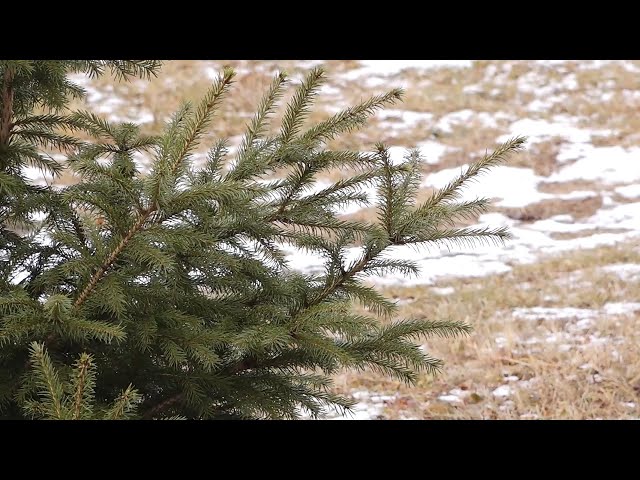 В Иркутской области из-за непогоды ввели режим повышенной готовности