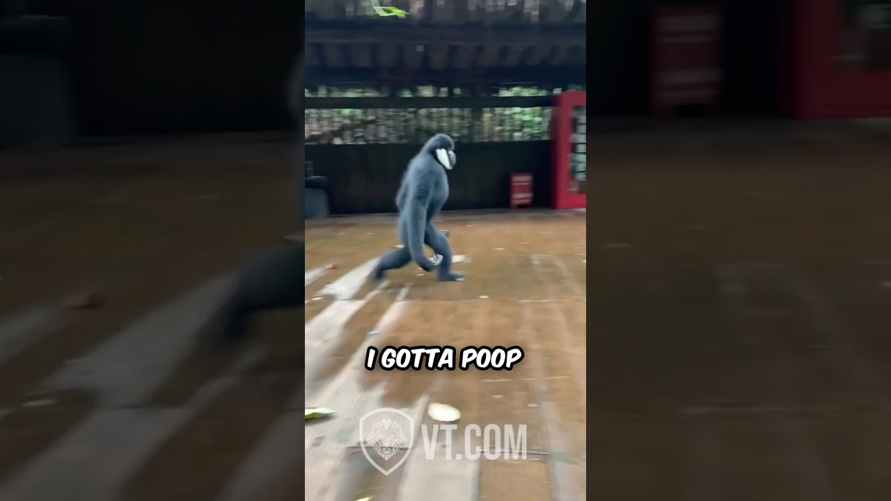 Black Monkey Reunites With His Old Friend PT. 12 🐒