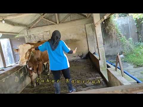 Penyuntikan Kesehatan Untuk Sapi persiapan Qurban