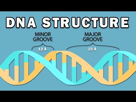 STRUCTURE OF DNA