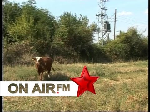 Cima, Leci, Dreni - Djali i Vedatit