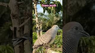 Download lagu Suara Burung Perkutut Pikat JUARA 1 mp3 Download lagu Suara Burung Perkutut Pikat JUARA 1 mp3