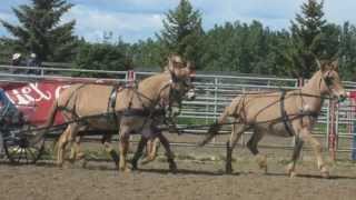 preview picture of video 'Nanton Donkey/Mule/Horse Show'