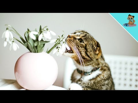 THESE Things, Do NOT Belong Near Your Cat! (DANGER)