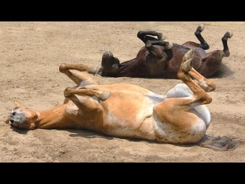 , title : 'Roliga hästar - en rolig häst videor. Sammanställning'