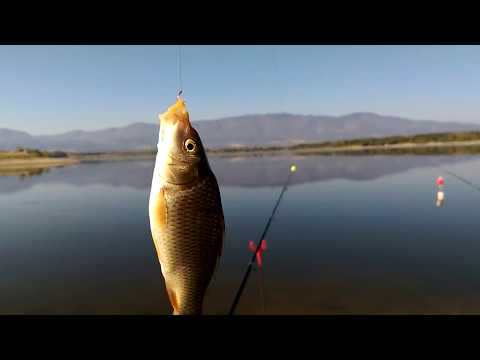 Lake Lenovo Язовир Леново Baby carp galore