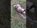 Cavalier King Charles Spaniel dogs for sale: Vance - Video 1