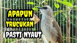 Download lagu Suara burung trucukan gacor memanggil lawan Pancingan trucuk betina memanggil jantan mp3