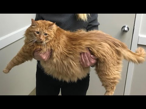 An Alzheimer's owner kept forgetting that he fed the cat. And now the cat weighs 36 lbs!