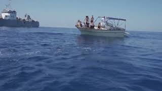 curate-e-liberate-in-mare-cinque-tartarughe-caretta-caretta