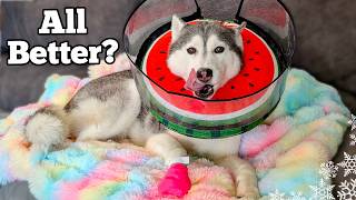 Is My Dogs Paw Finally Better? BIG NEWS! and Updates!