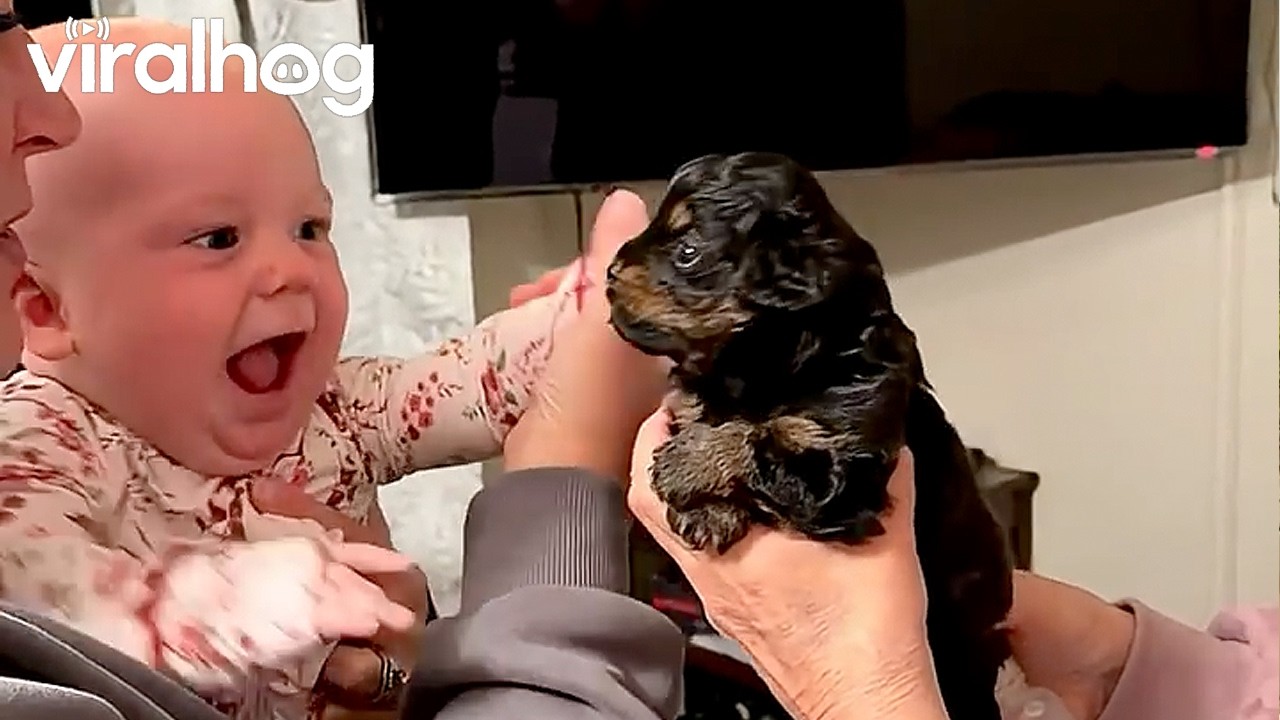 Baby Meets Tiny Puppy for the First Time || ViralHog