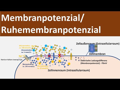 Membrane potential / resting potential / resting membrane potential [Biology, Neurobiology, Advan...