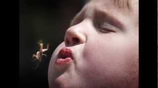 Crickets - Pest Control Service Explanation - Austin, TX