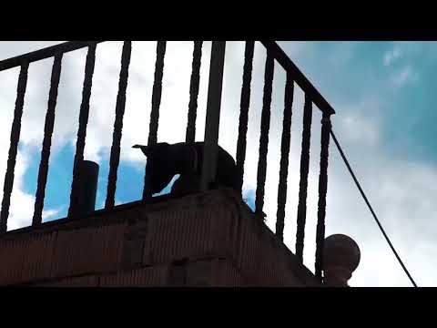 Petit ribery - fuck love💔